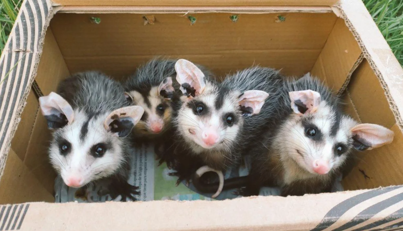 Liberaron a la famosa zarigüeya Sia tras una milagrosa recuperación | Actualidad