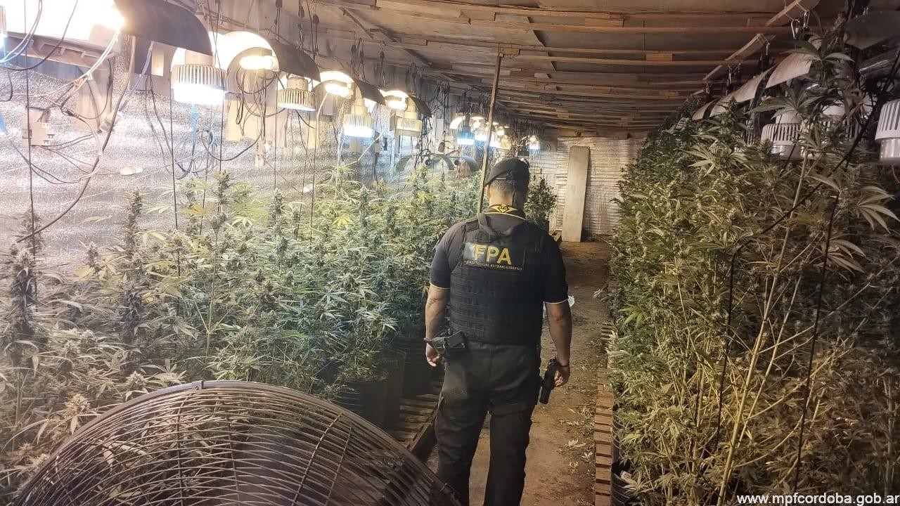 Desbarataron un invernadero de marihuana valuado en 65 millones de pesos | Córdoba