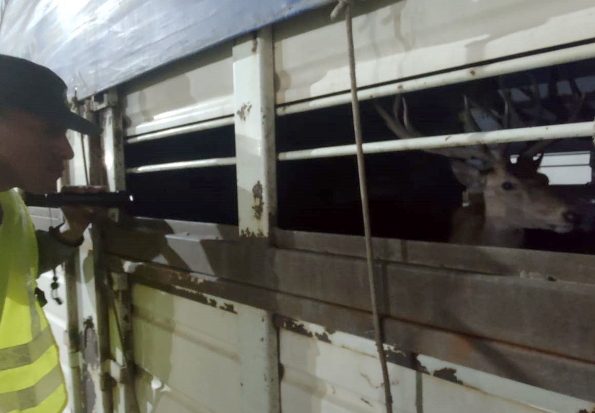 Trasladaban ciervos de manera ilegal y los detuvieron | Actualidad