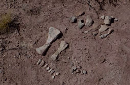 Hallaron unos cien huesos de pequeños dinosaurios en Neuquén y estudian si era una "guardería" | Actualidad