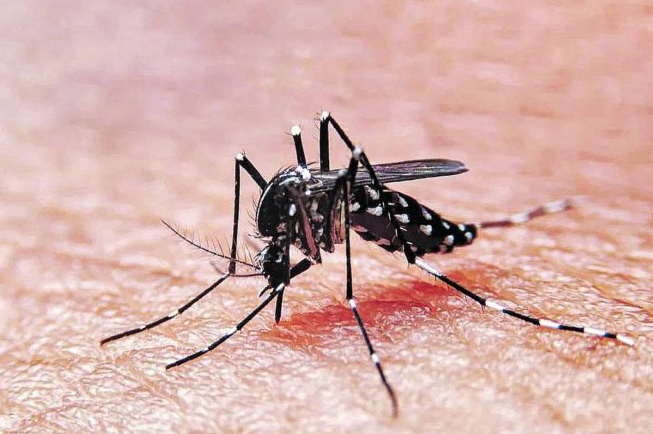 Se registra una nueva víctima fatal por dengue en la ciudad de Córdoba | Córdoba