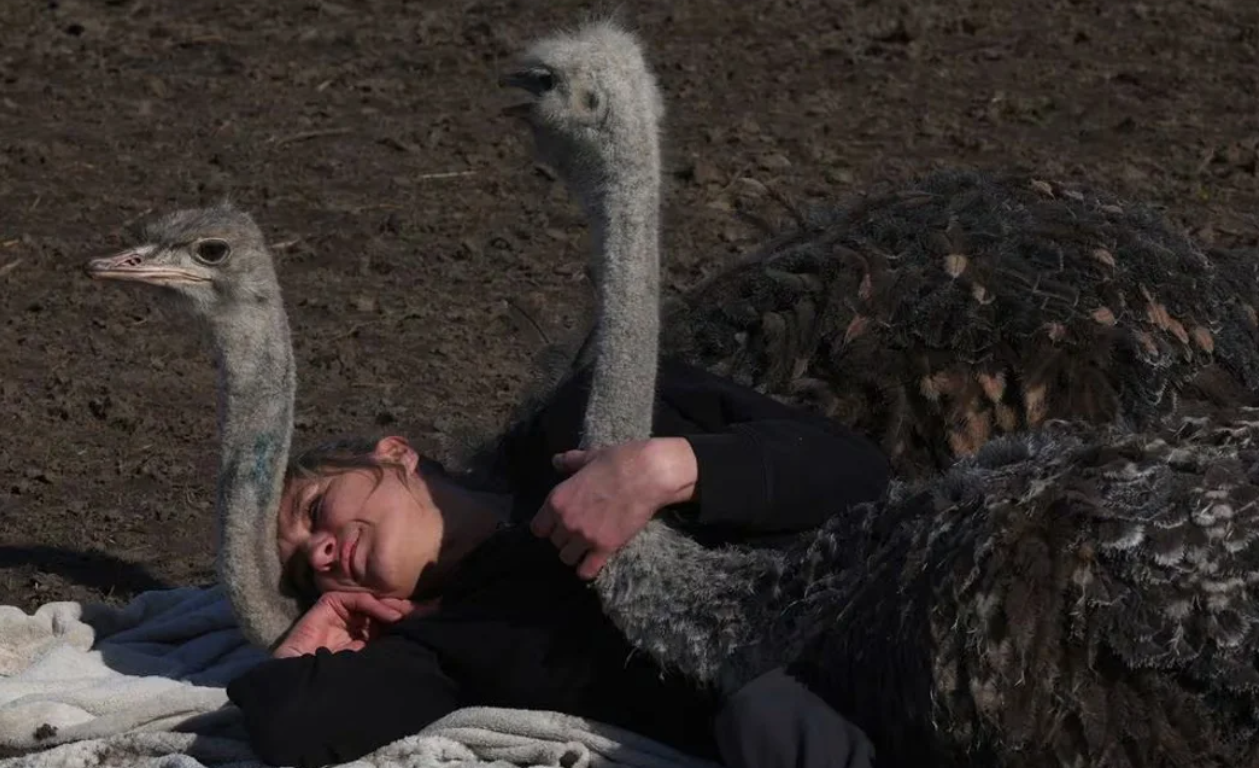 Abrazos de avestruz: la oferta en una granja de rescate de animales | Internacionales