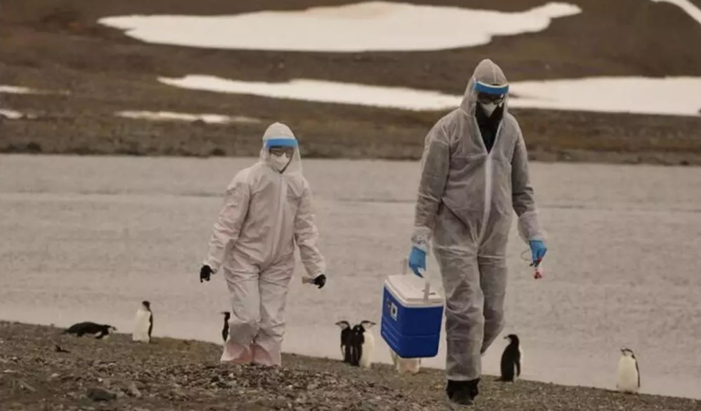 Se expande la gripe aviar en la Antártida: detectan el virus en pingüinos y cormoranes | Actualidad