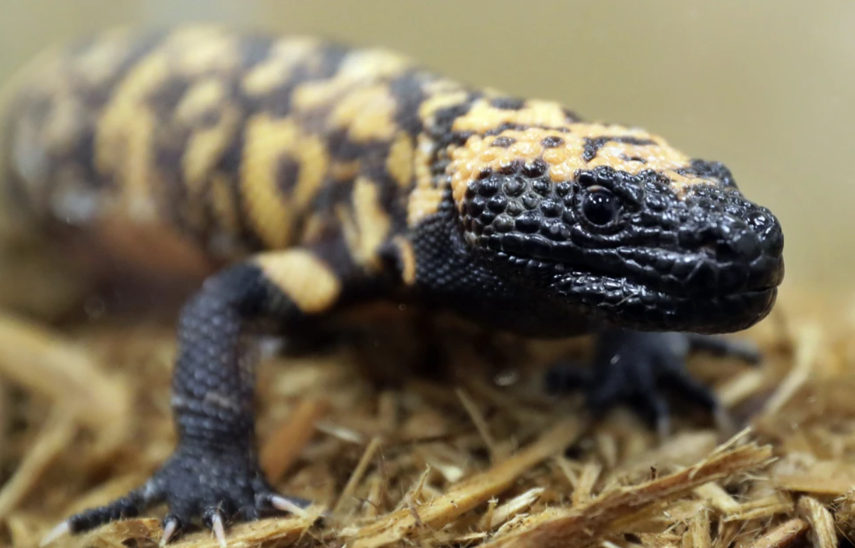 Murió tras ser mordido por un lagarto venenoso que compró para tener como mascota | Internacionales