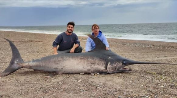 Hallaron varado a un pez espada de casi 300 kilos en la costa de Chubut | Actualidad