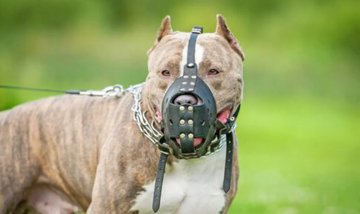 Condenaron al dueño de dos perros que atacaron a una nena | Actualidad