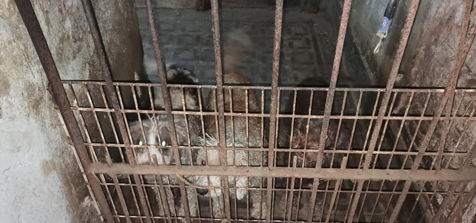 Condenaron al dueño de un criadero por forzar a perras a parir para vender sus crías | Actualidad