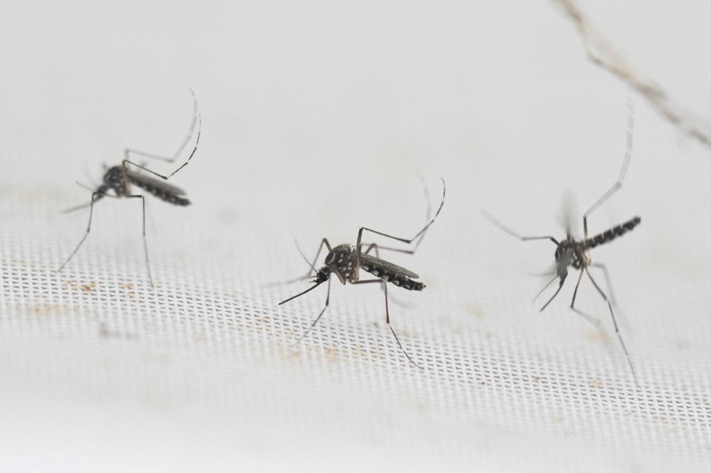El mosquito del dengue sobrevive bajo el agua, advirtió un estudio del Conicet | Actualidad