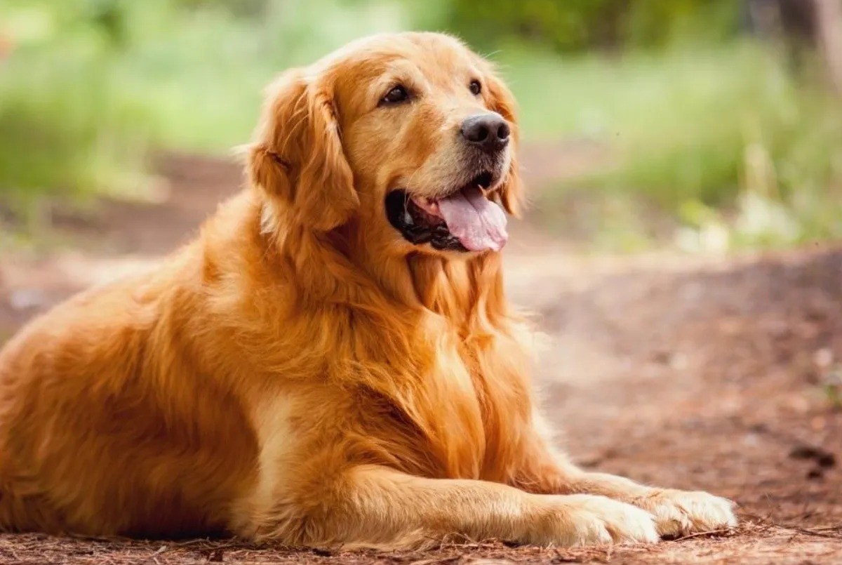 Video: una mujer llevó a faenar a su perro a una carnicería y terminó detenida | Actualidad