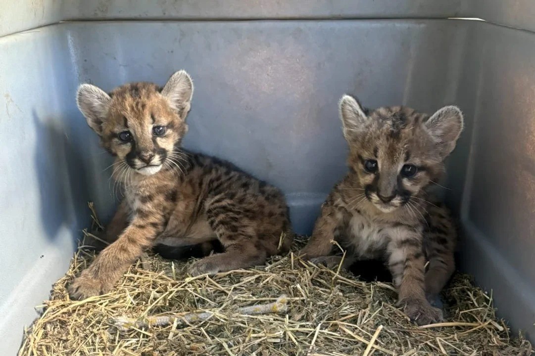 Rescataron a dos cachorros de puma luego de un accidente en la Ruta 36 | Córdoba