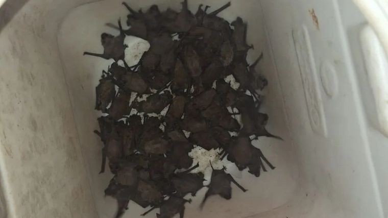 Murciélagos invadieron un departamento de Nueva Córdoba | Córdoba
