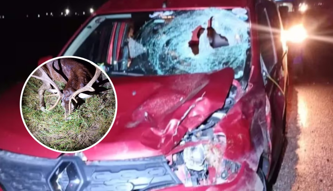 Una pareja chocó contra un ciervo en la autopista Córdoba-Rosario | Córdoba