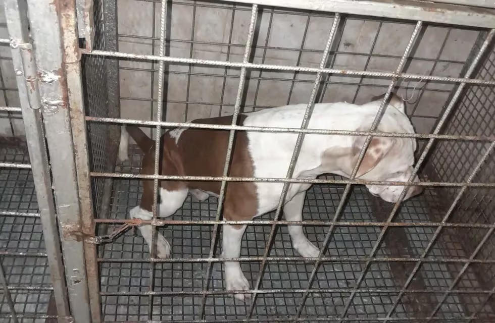 Córdoba: un pitbull atacó brutalmente a un niño en bicicleta e imputaron a su dueña | Córdoba