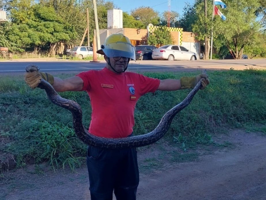 El Duar rescató una Boa Constrictora de más de dos metros | Córdoba