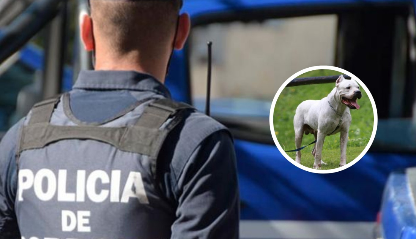 Córdoba: entró a robar a una casa y lo atacaron dos perros dogos | Córdoba
