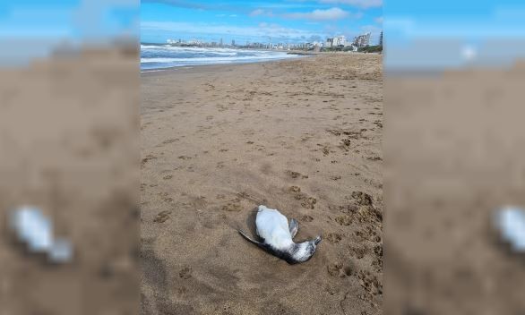 Preocupación en Mar del Plata: aparecieron decenas de pingüinos muertos en la playa | Actualidad