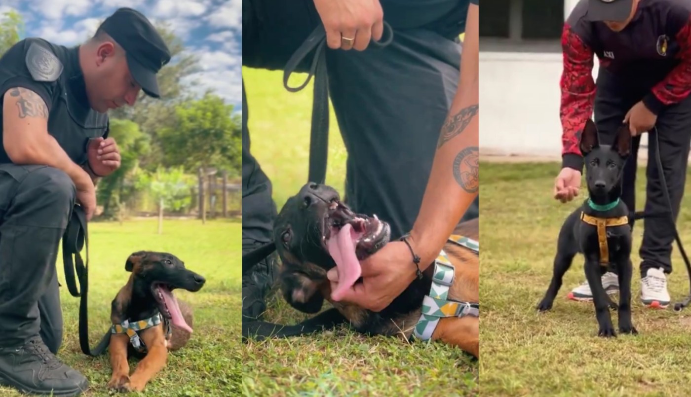 Histórico: la División Canes de la Policía sumó 7 cachorros que nacieron por inseminación artificial | Córdoba