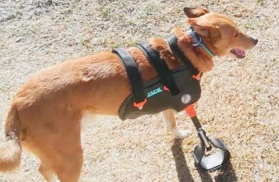 Día del animal: la historia del “Rambo” cordobés y Giuliano, su salvador | Córdoba