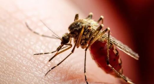 Se acumulan más de 420.000 casos de dengue en lo que va de 2024: se desaceleran los contagios | Actualidad