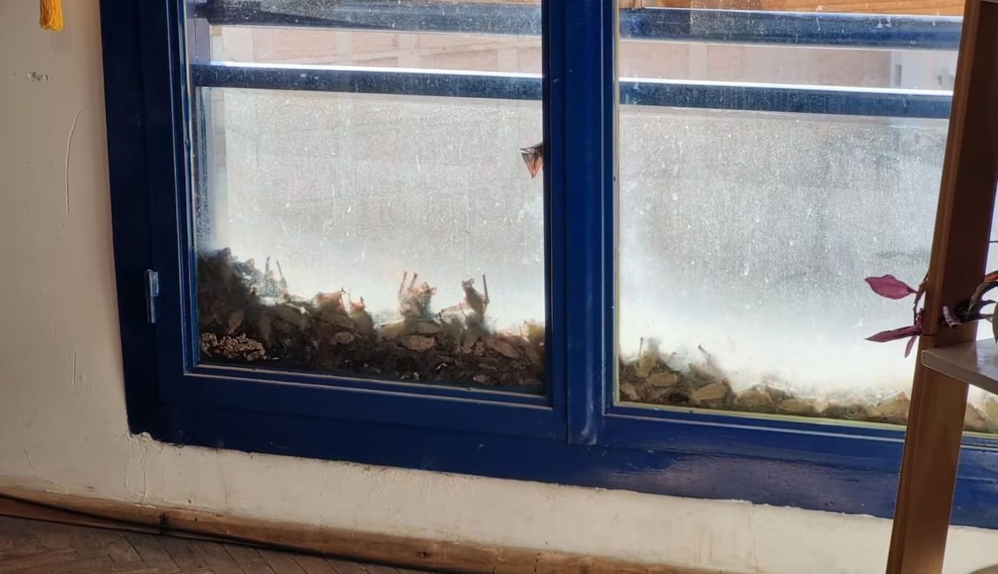 Aterradora invasión de murciélagos en el centro de Córdoba | Córdoba