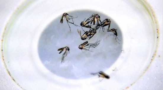 Brasil: además del dengue, los mosquitos expanden la fiebre de oropouche | Internacionales