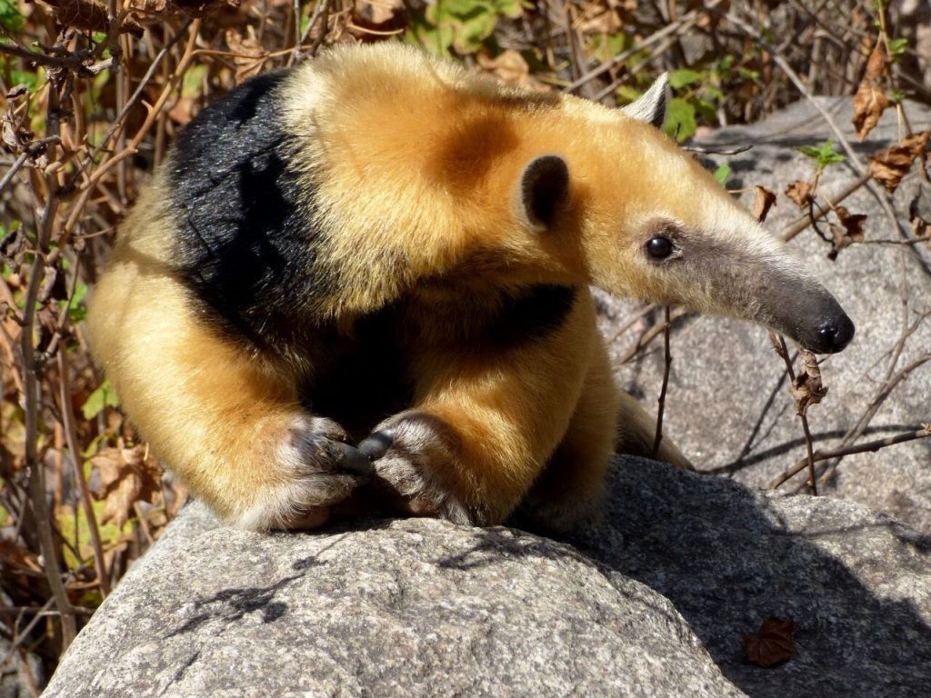 Fauna autóctona: actualizaron el listado de especies amenazadas | Córdoba