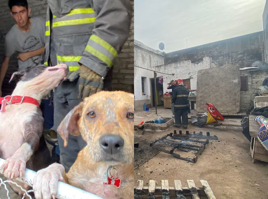 B° San Martín: se incendió un refugio de animales y perdieron casi todo | Córdoba