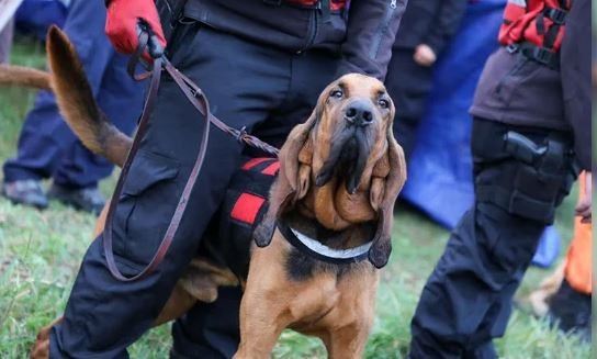 Caso Loan: nuevos rastrillajes en un campo de la funcionaria detenida | Actualidad