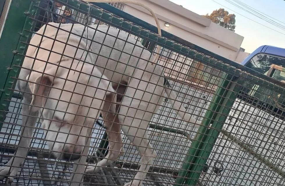 Secuestraron al dogo que atacó a un chico de 13 años en barrio General Urquiza | Córdoba