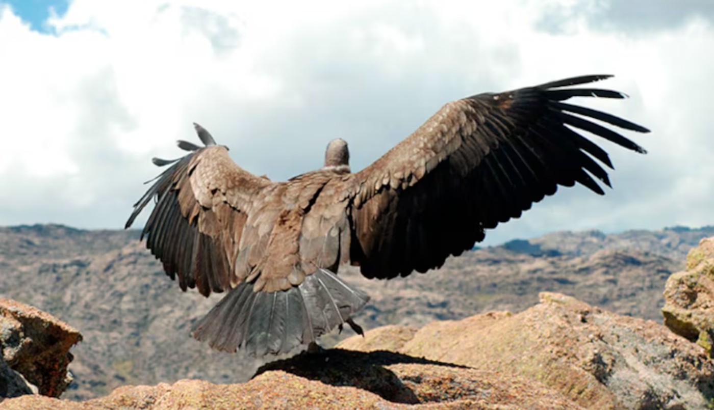 Un cóndor apareció en una casa de Córdoba y causó asombro | Córdoba