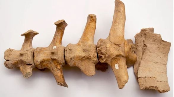 Hallaron restos de un Gliptodonte con marcas de origen humano en la provincia de Buenos Aires | Actualidad