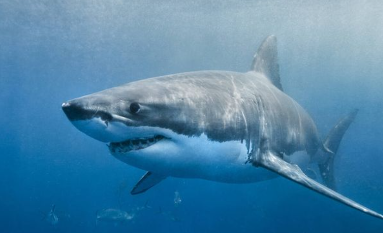 Investigación: más de 10 tiburones dieron positivo de cocaína en Río de Janeiro | Internacionales