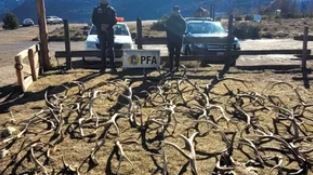 Se incautaron astas y cabezas de ciervos por infracción a la Ley Fauna | Actualidad