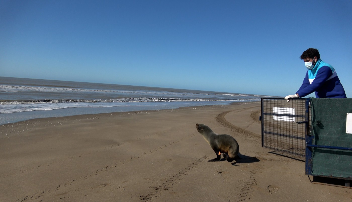 Regresó al mar un lobo marino que fue rescatado en aguas del Delta del Paraná | Actualidad