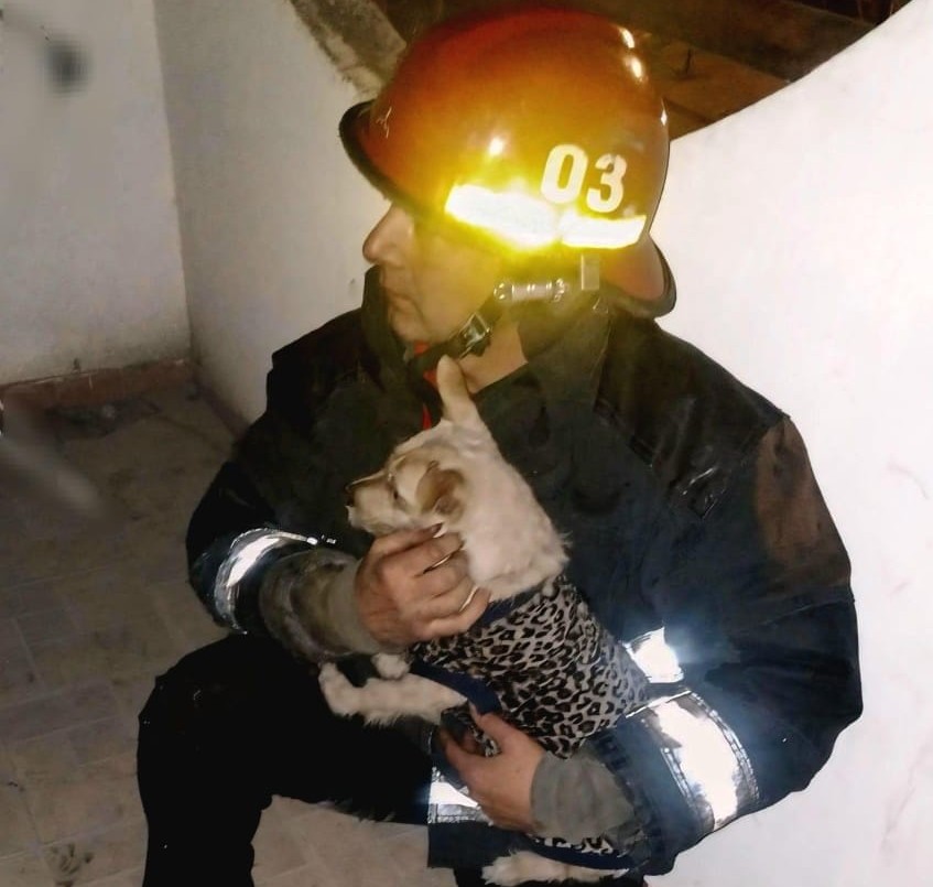 Bomberos rescataron a un perro de un incendio en barrio Ayacucho | Córdoba