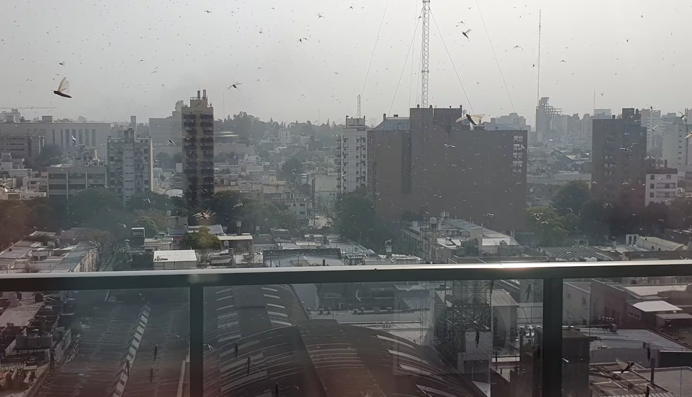 Video: la invasión de langostas llegó a la ciudad de Córdoba | Córdoba