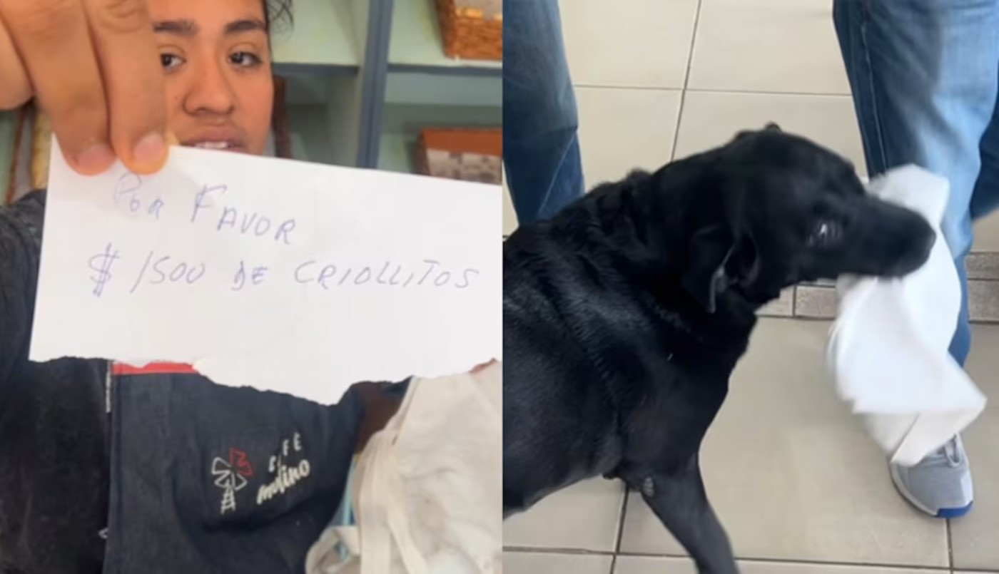 Video: Otto, el perro cordobés que hace delivery | Córdoba