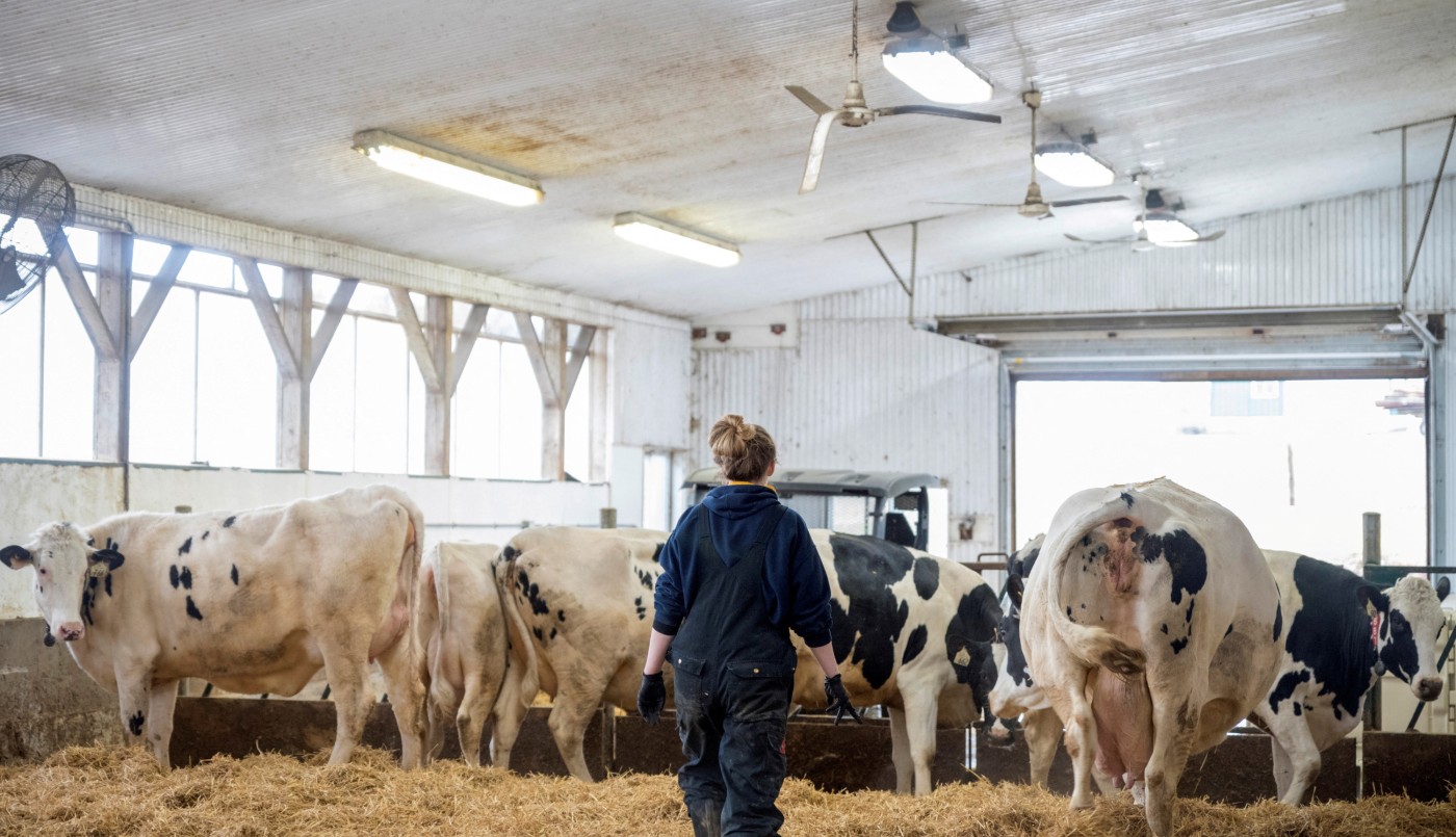 Beneficios al sector agroexportador: se eliminan retenciones a los lácteos y se reducen en las carnes | Política y economía