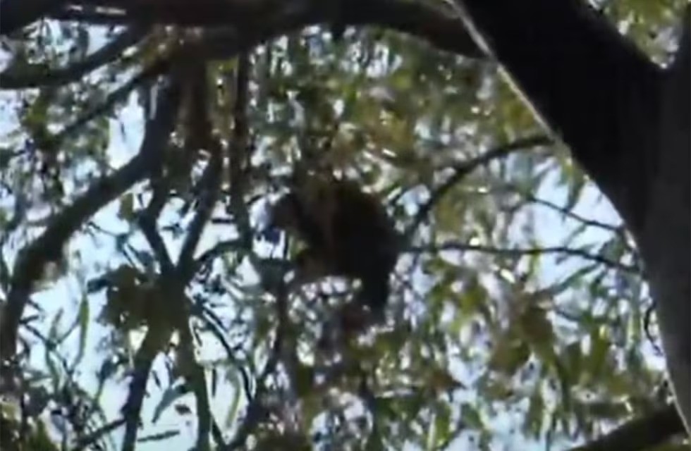 Bomberos trabajan para rescatar a un mono trepado en el árbol de una escuela | Córdoba