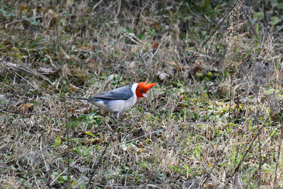 Más aves libres: 21 ejemplares silvestres regresaron a la naturaleza en La Calera | Córdoba