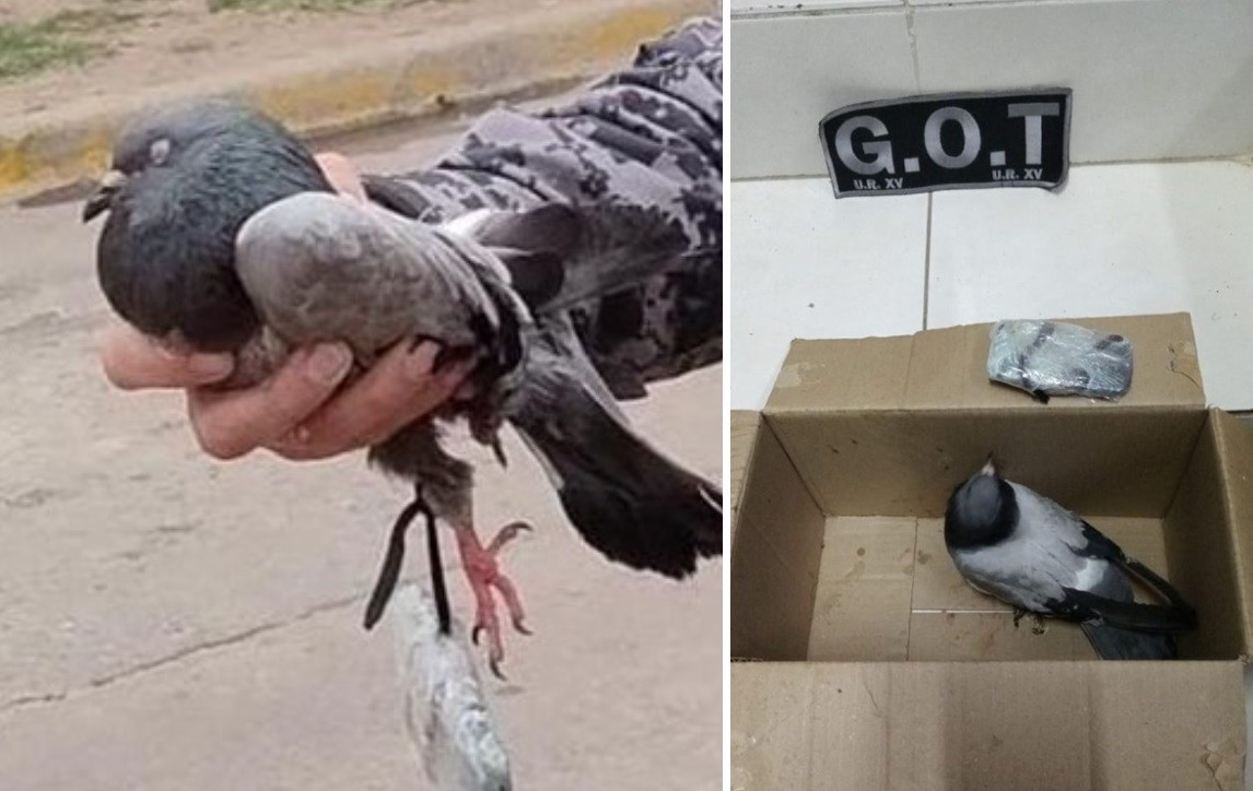 Una vecina de la cárcel de Coronda halló una paloma que llevaba un celular para los presos | Actualidad