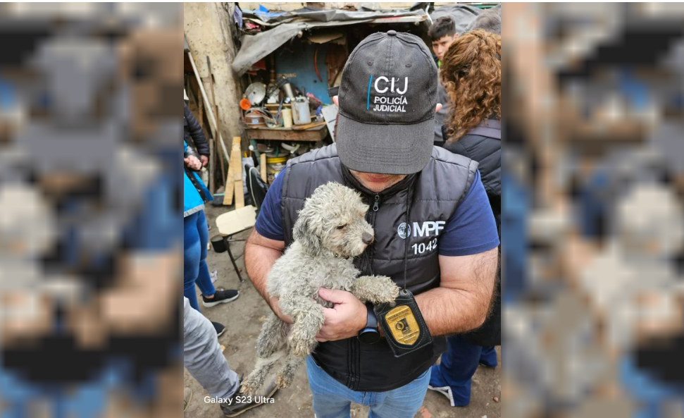 Rescataron más de 30 perros de un predio abandonado | Actualidad