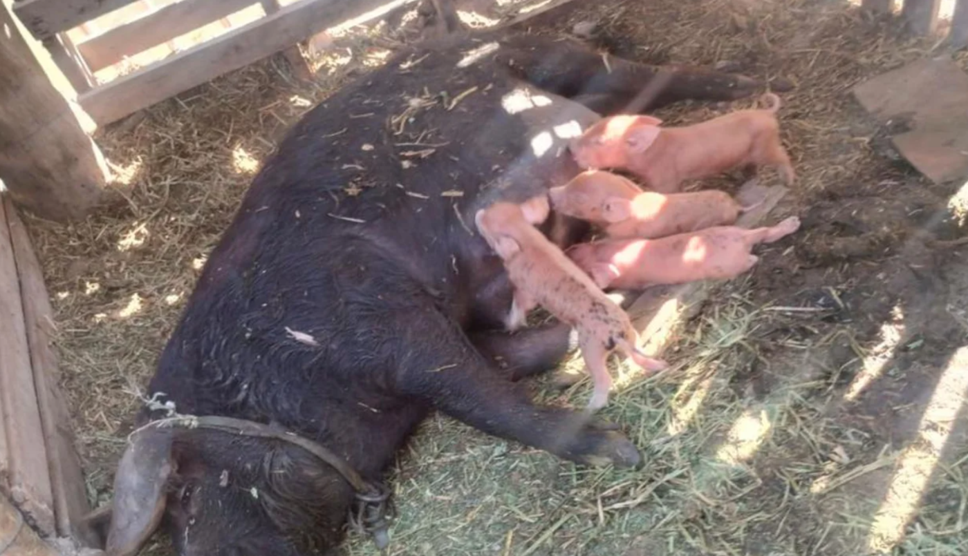 Le robó una chancha con cría a un vecino porque le dañaba su sembrado | Actualidad