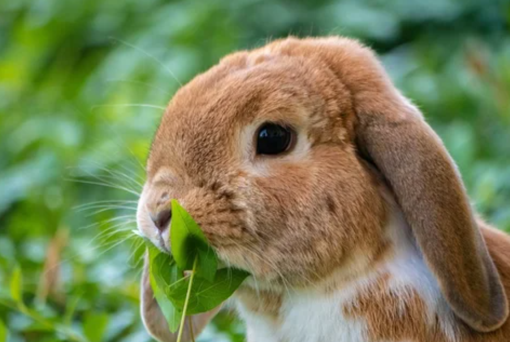 Aprueban la importación de conejos como animales domésticos | Actualidad