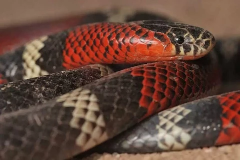 Alta Gracia: sacaba el auto y encontró una víbora venenosa | Córdoba