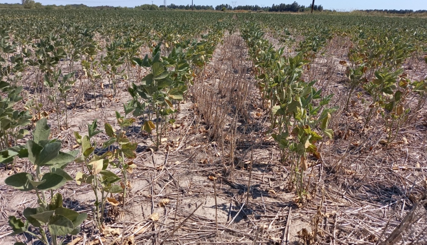 Declaran emergencia agropecuaria en cuatro departamentos de Santa Fe | Política y economía