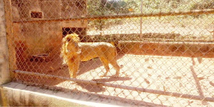 Un león mató a su cuidador en un zoológico de Nigeria | Internacionales