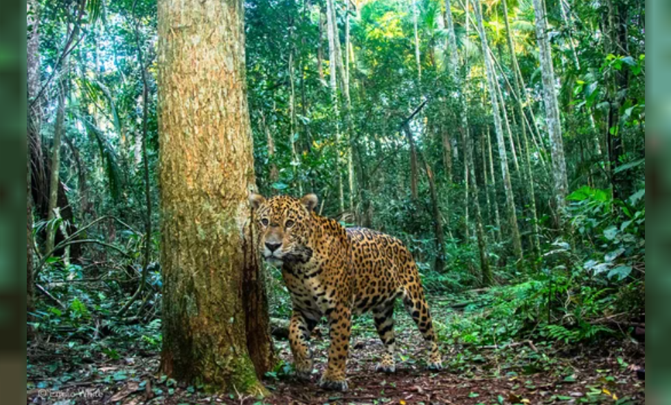 Una cachorrra de yaguareté murió atropellada por una camioneta de servicios turísticos en Iguazú | Actualidad
