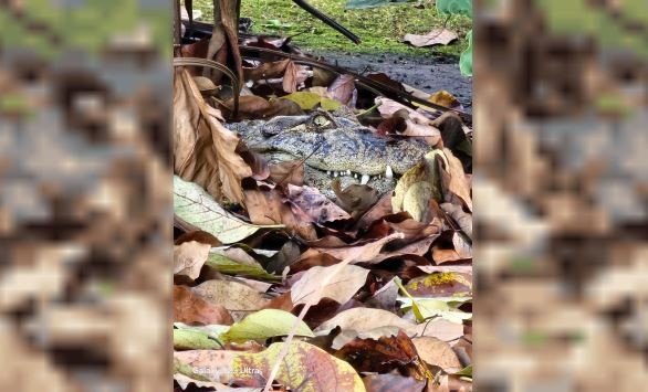 Rescataron un yacaré que habitaba en el instituto Malbrán | Actualidad
