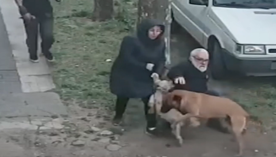 Su perro casi mata a otro y volvió a pasearlo sin correa ni bozal: "No soy la dueña, la dueña es la naturaleza" | VIDEOS TFN CORDOBA